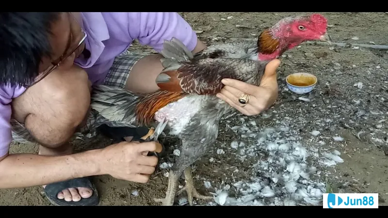 Vệ sinh lông định kỳ