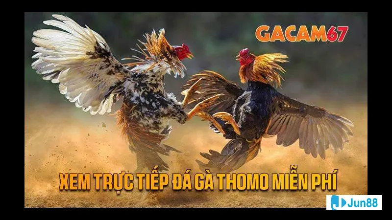 Đặc điểm nổi bật đá gà Thomo 67 Đặc điểm nổi bật đá gà Thomo 67